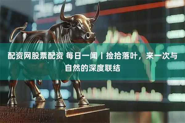 配资网股票配资 每日一闻丨捡拾落叶，来一次与自然的深度联结