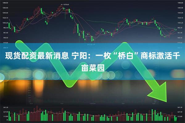 现货配资最新消息 宁阳：一枚“桥白”商标激活千亩菜园