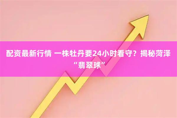 配资最新行情 一株牡丹要24小时看守？揭秘菏泽“翡翠球”